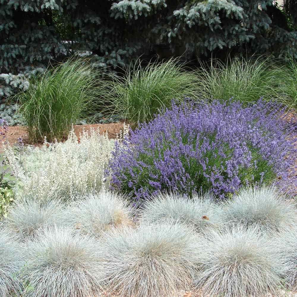 Semillas de Festuca Azul