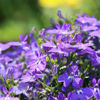 🌈Planta Tapizante Óptima✨Semillas de Lobelia Erinus Rastrera