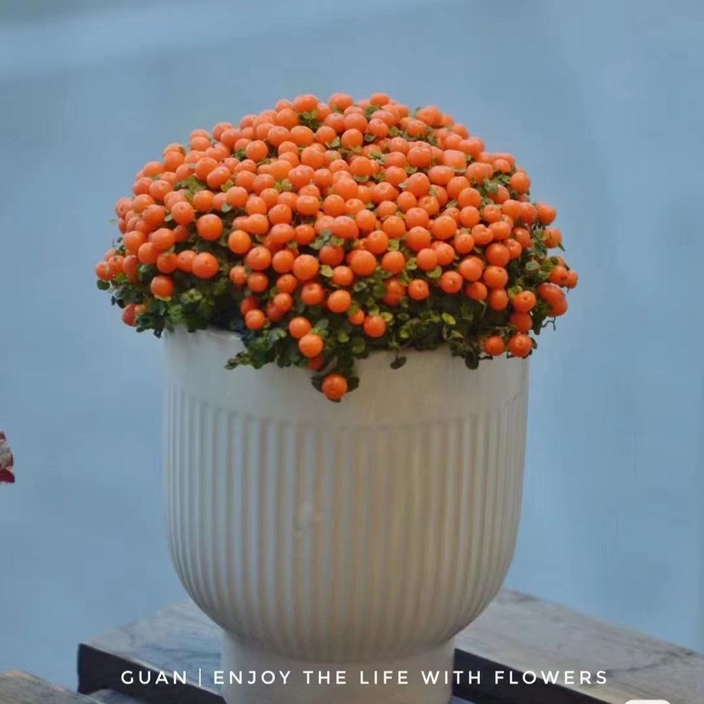 Planta suculenta en maceta 'Pearl Orange'