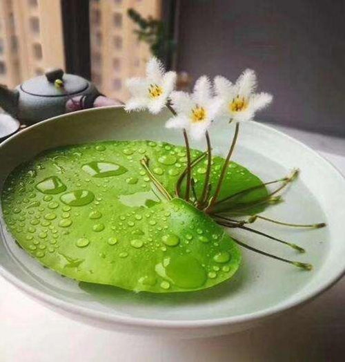 Nenúfar copo de nieve (*Nymphoides indica*)