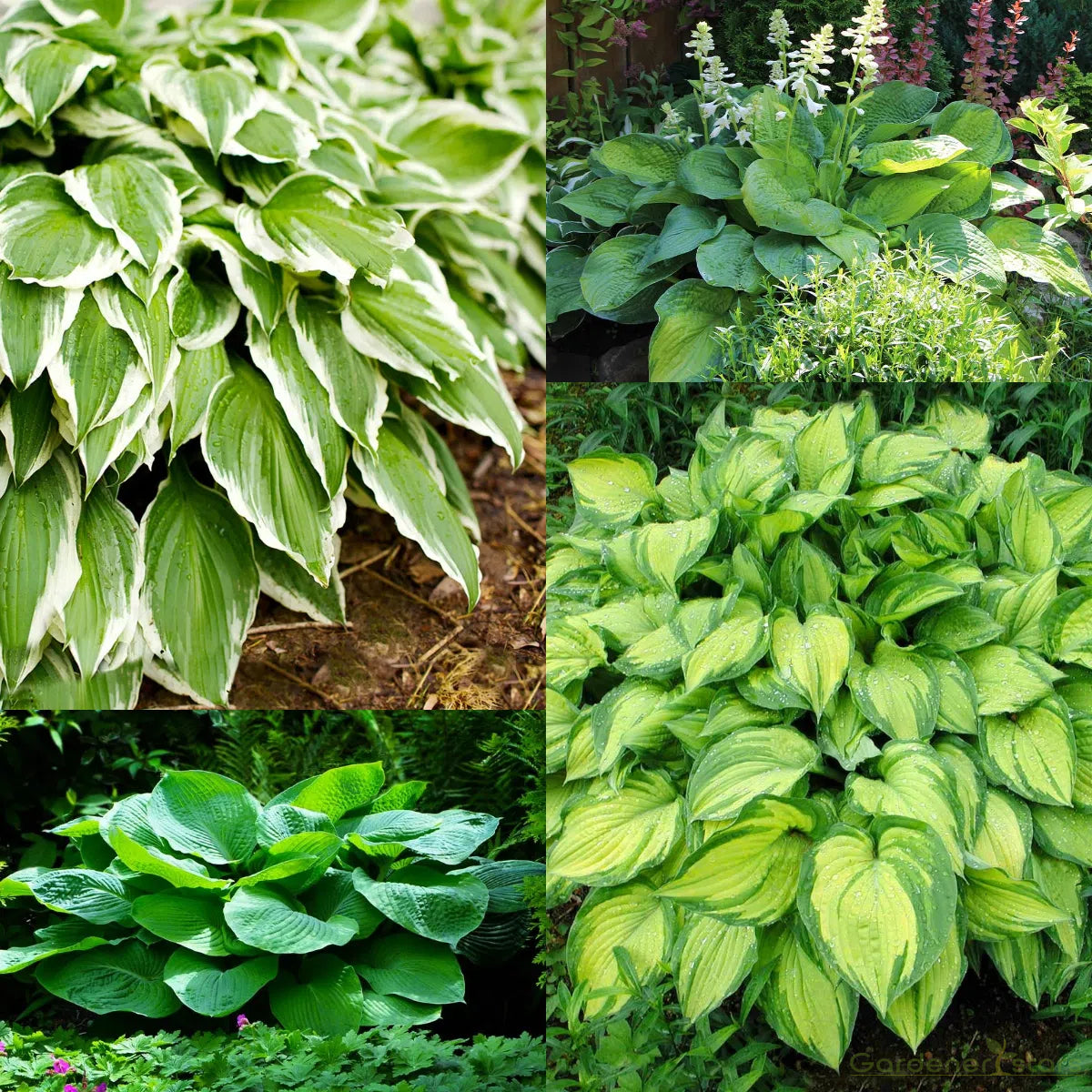 Hosta – La Elegancia Amante de la Sombra para Tu Jardín 🌿✨
