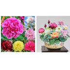 🔥ÚLTIMO DÍA 45% DE DESCUENTO🌺LA REINA DE LAS FLORES—PEONÍAS DE PÉTALOS DOBLES