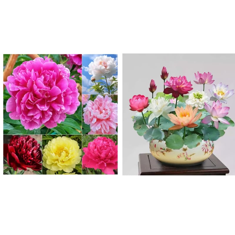🔥ÚLTIMO DÍA 45% DE DESCUENTO🌺LA REINA DE LAS FLORES—PEONÍAS DE PÉTALOS DOBLES