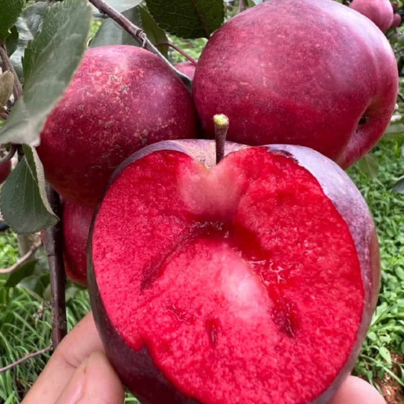 Semillas de manzana de pulpa roja