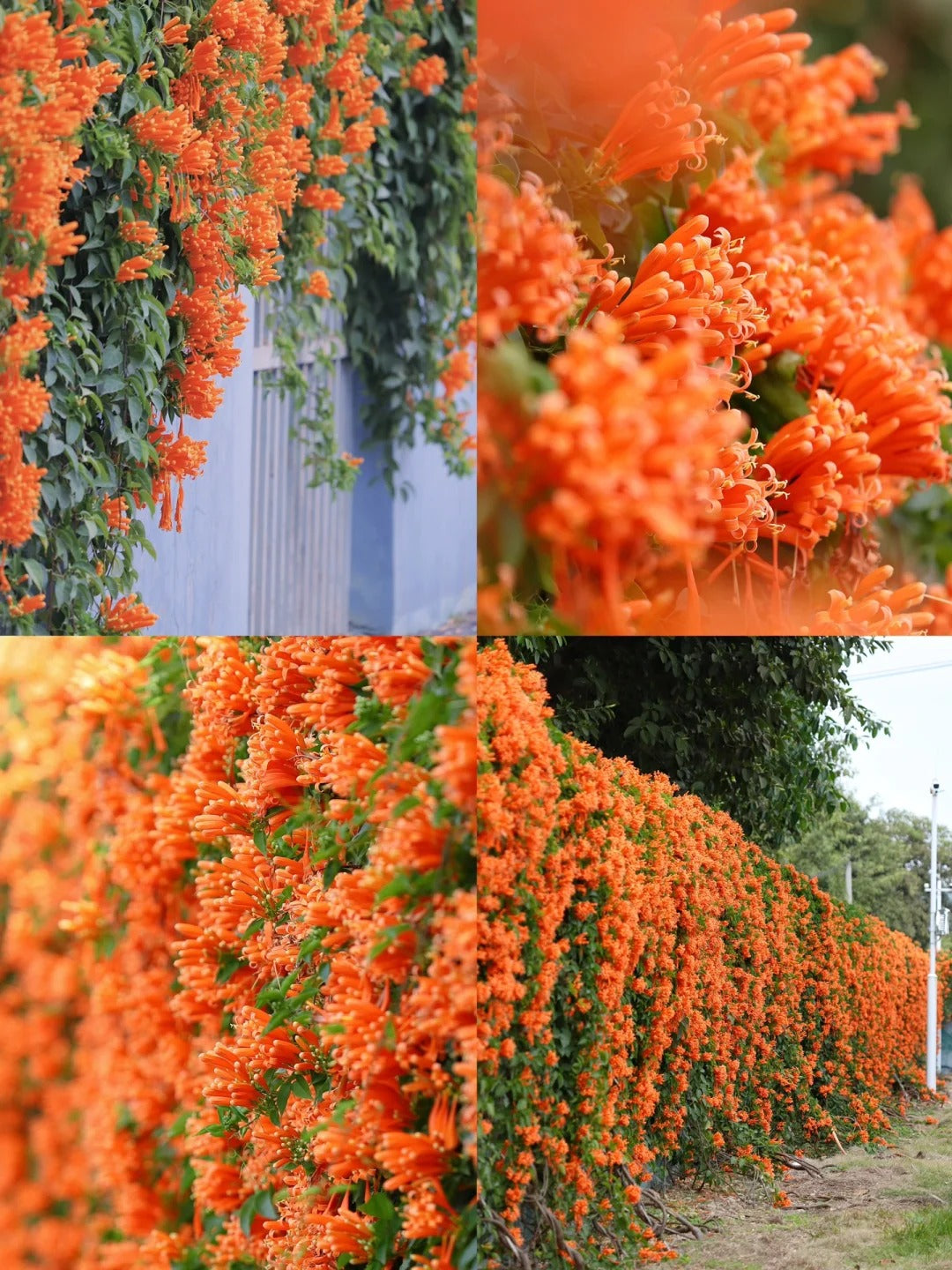🧡Flor de Pyrostegia Venusta