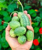 Semillas de pepino (cohombrillo) de las Indias Occidentales