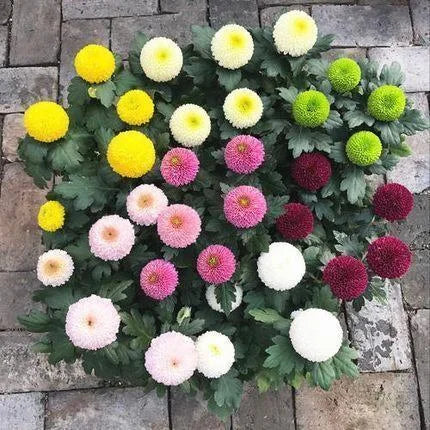 🏵️Semillas de Crisantemo Ping Pong Multicolor