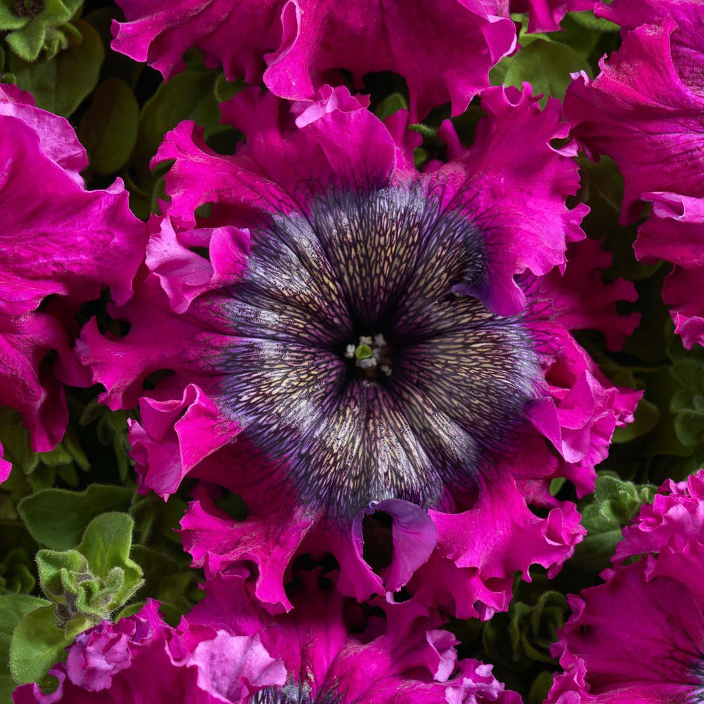 Semillas de petunia color rojo vino Superbissima
