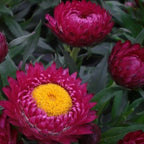SEMILLAS DE FLOR DE PAPEL - ROJO PÚRPURA