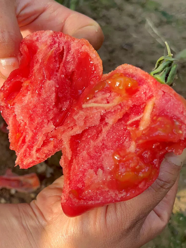 Semillas de Tomate Miel de Mango