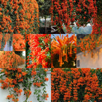 🧡Flor de Pyrostegia Venusta