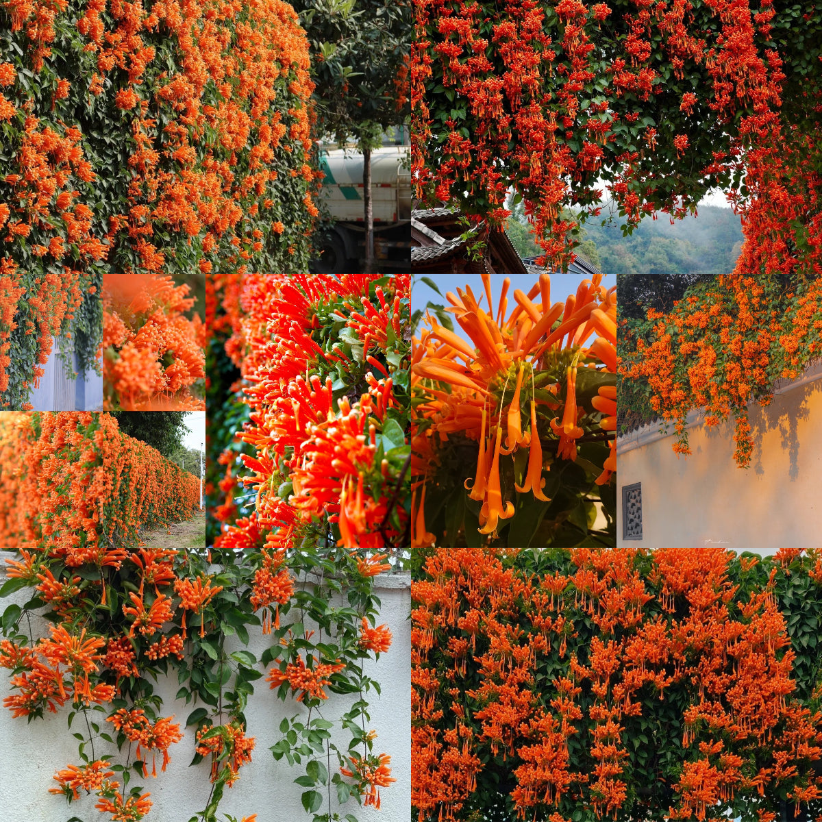 🧡Flor de Pyrostegia Venusta