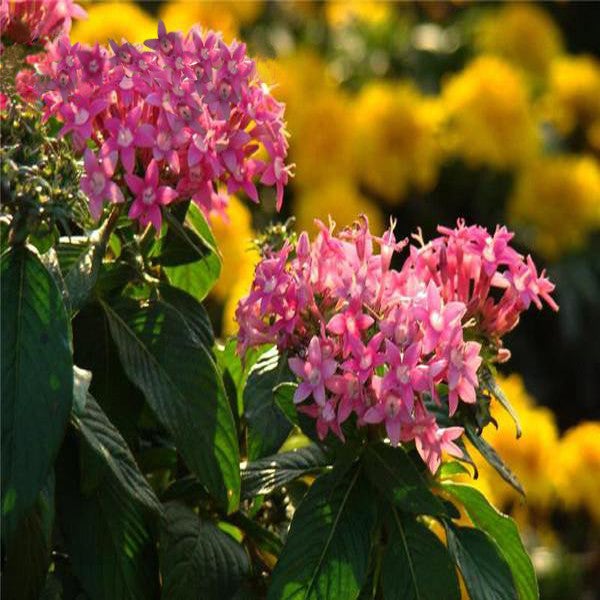 Semillas de Pentas rosadas para bonsái