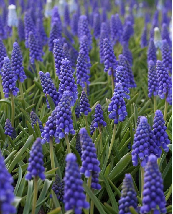 Semillas de Muscari