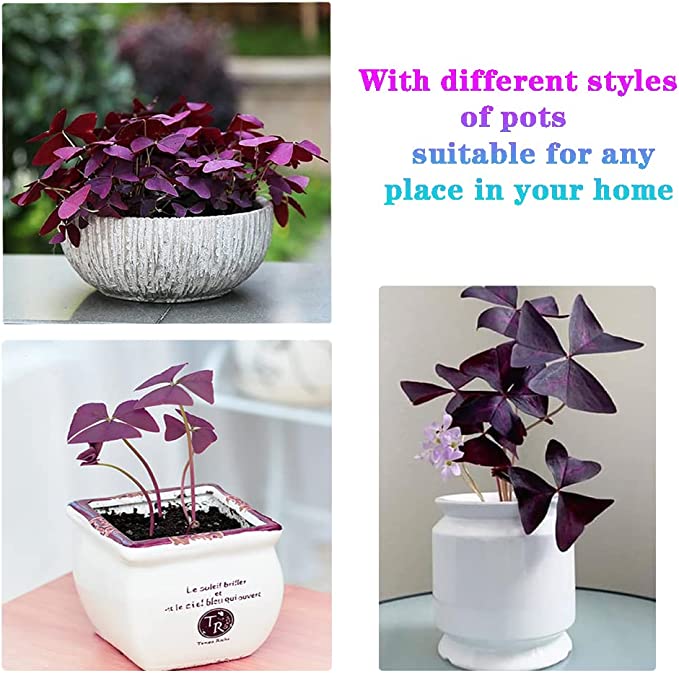 💜Bulbos de trébol de la suerte morado