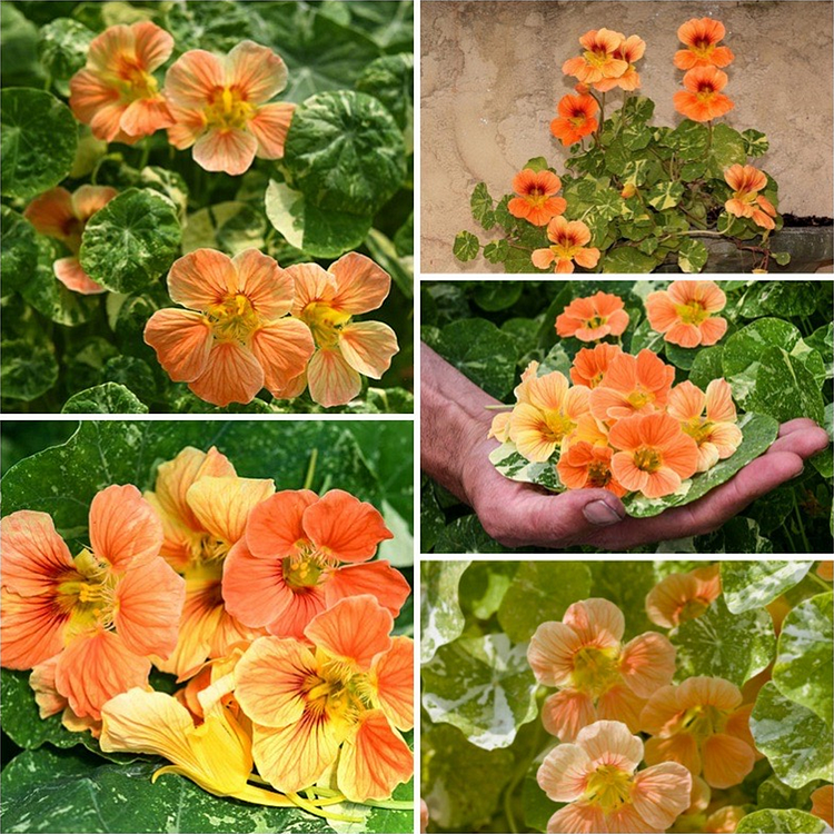 Nasturtium Seeds