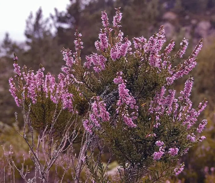 Brezo morado-callun