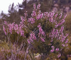 Brezo morado-callun