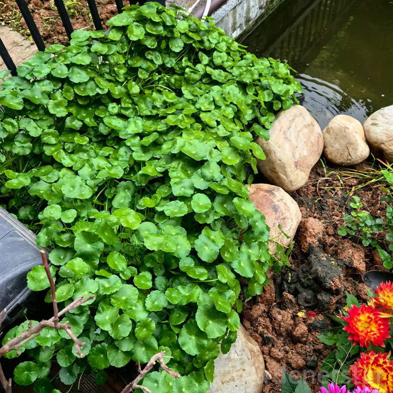 🍀Semillas de Hydrocotyle Vulgaris - Hierba de la moneda de cobre