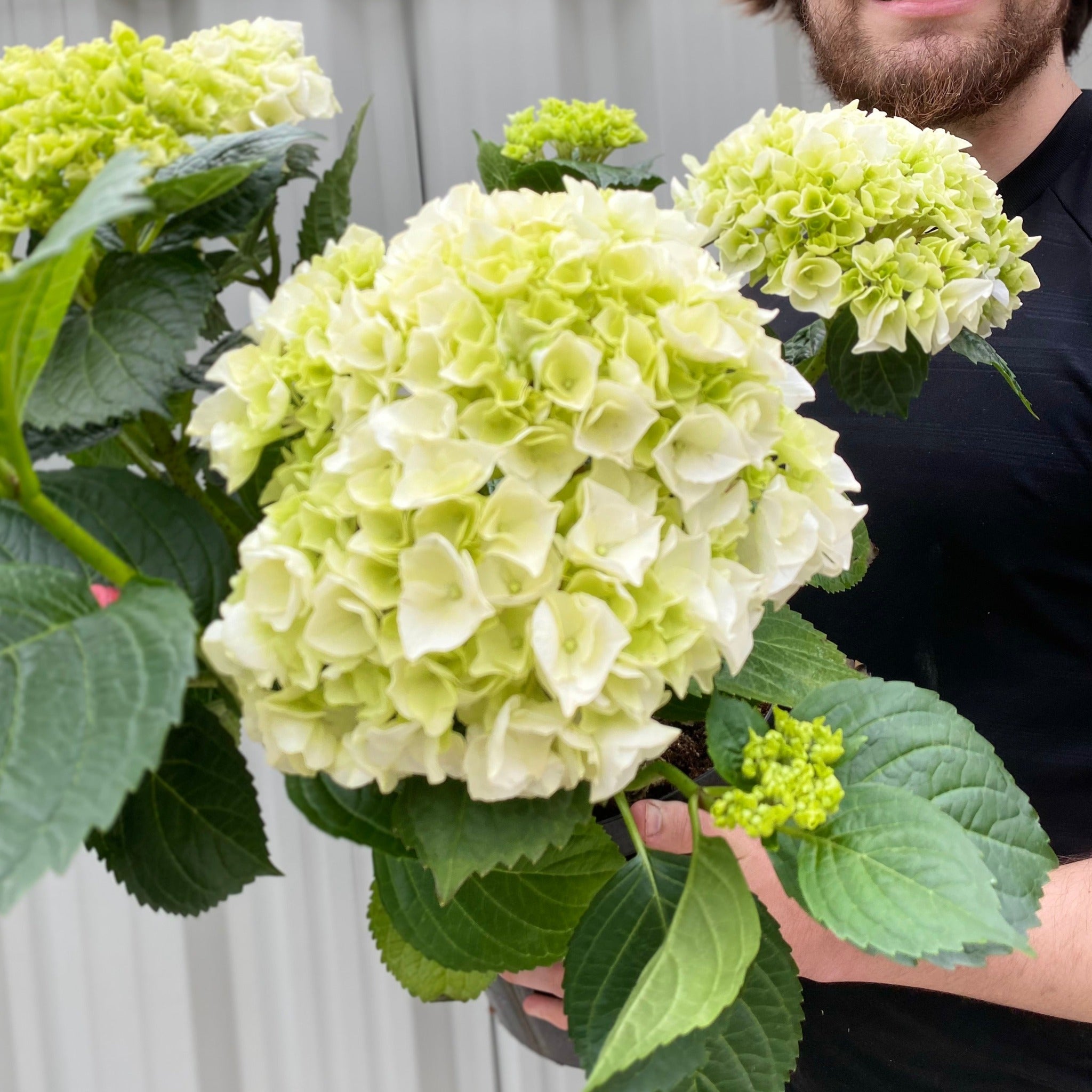 🌸Hortensia: La Belleza Atemporal de Cada Jardín ✨