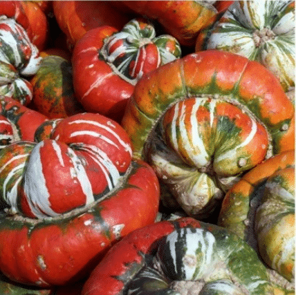 Semillas de calabaza raras y exóticas
