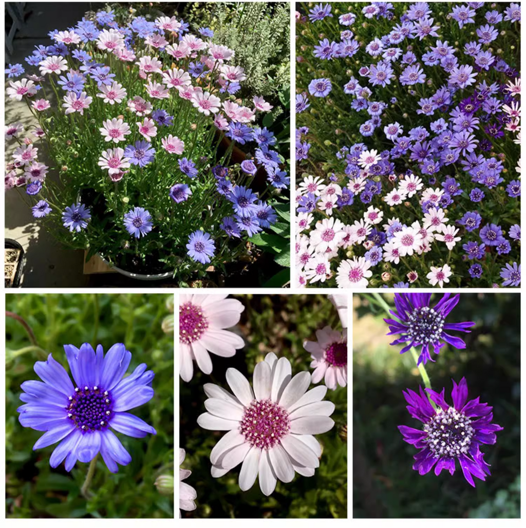 Margarita azul Felicia Amelloides Crisantemo