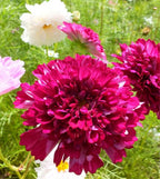 🌸Semillas de Cosmos Doble-Flor de la Felicidad