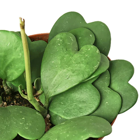 Semillas de Hoya Corazón