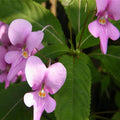 Semillas de flores de Impatiens Walleriana moradas
