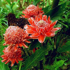 Jengibre antorcha - Etlingera elatior - Especie rara
