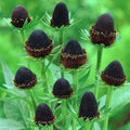 CONOFLOR OCCIDENTAL Rudbeckia Occidentalis Green Wizard también conocido como Semillas de Hierba de Flor Negra de Chocolate Sin Rayos