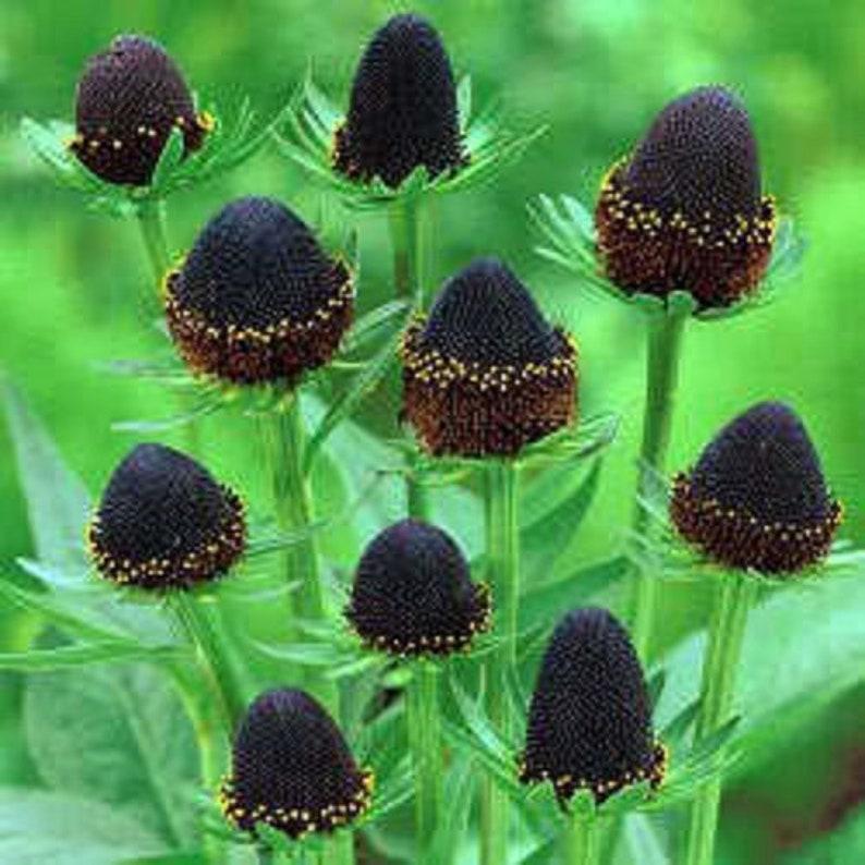 CONOFLOR OCCIDENTAL Rudbeckia Occidentalis Green Wizard también conocido como Semillas de Hierba de Flor Negra de Chocolate Sin Rayos