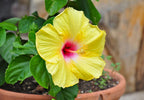 Raras Semillas de Hibisco Amarillo "Yellow Rainbow"