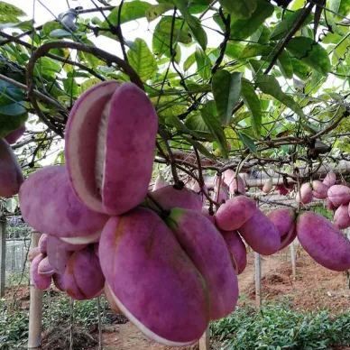 Semillas de Stauntonia Latifolia - Alimento Ecológico