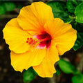 Raras Semillas de Hibisco Amarillo "Yellow Rainbow"