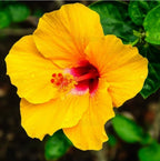 Raras Semillas de Hibisco Amarillo "Yellow Rainbow"