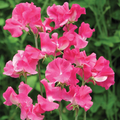 Semillas de guisante de olor (Lathyrus Odoratus)