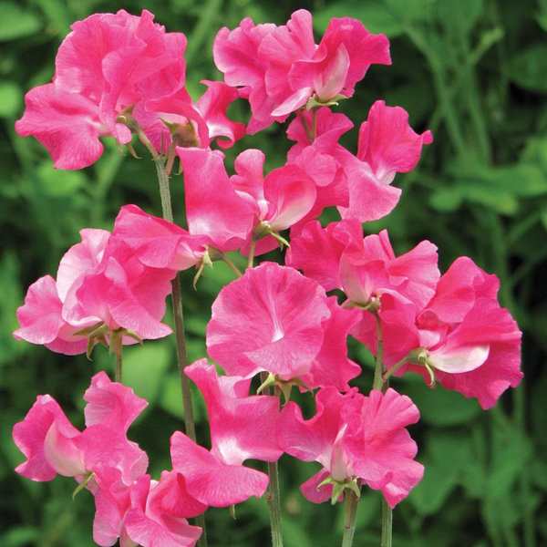 Semillas de guisante de olor (Lathyrus Odoratus)