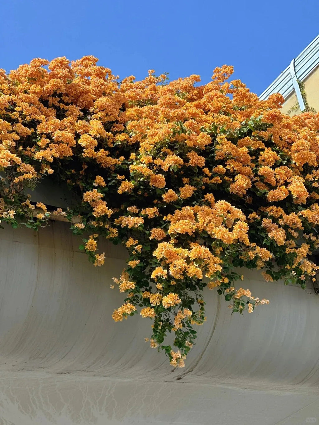 💐Bougainvillea – Easy To Grow And Beautiful