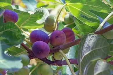 Semillas de higuera (Ficus carica), arbusto de fruta dulce
