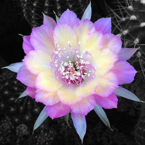 Mezcla de especies de cactus Echinopsis en floración 🌵🌸