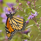 Mezcla de semillas de flores silvestres para mariposa monarca