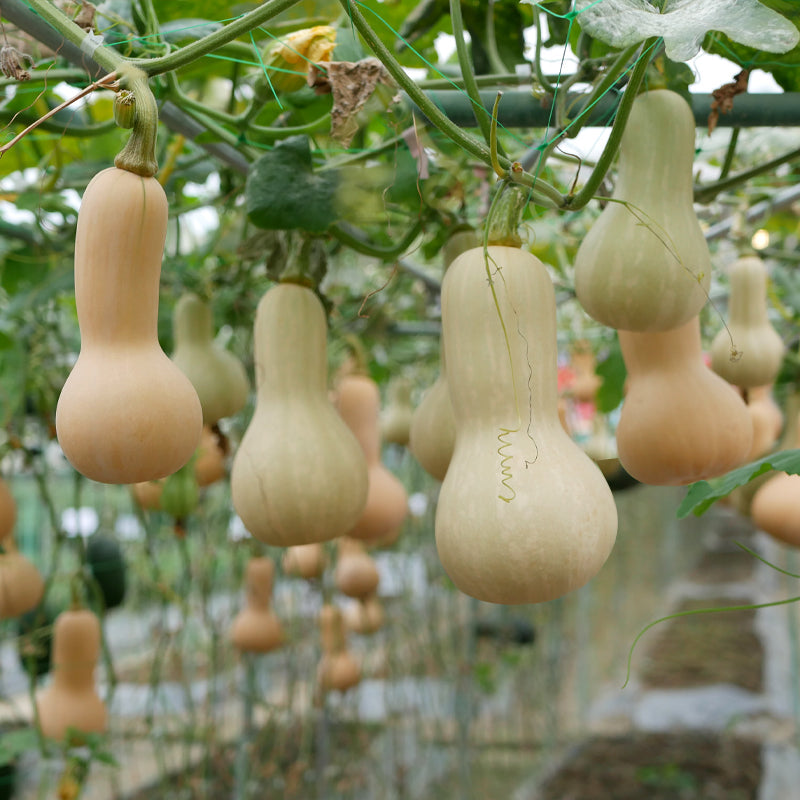 Semillas de calabaza cremosas