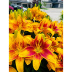 Lily Bulbs