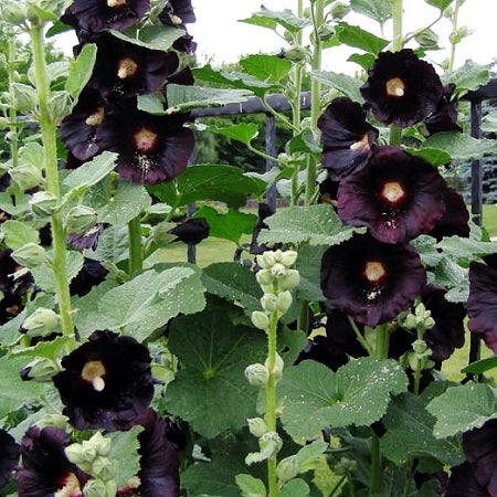 Semillas de malva real de flor sencilla