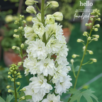 🌼Semillas de Delphinium de Flores Grandes