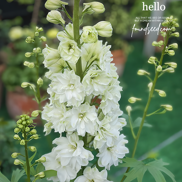 🌼Semillas de Delphinium de Flores Grandes