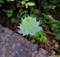 💚Nigella verde