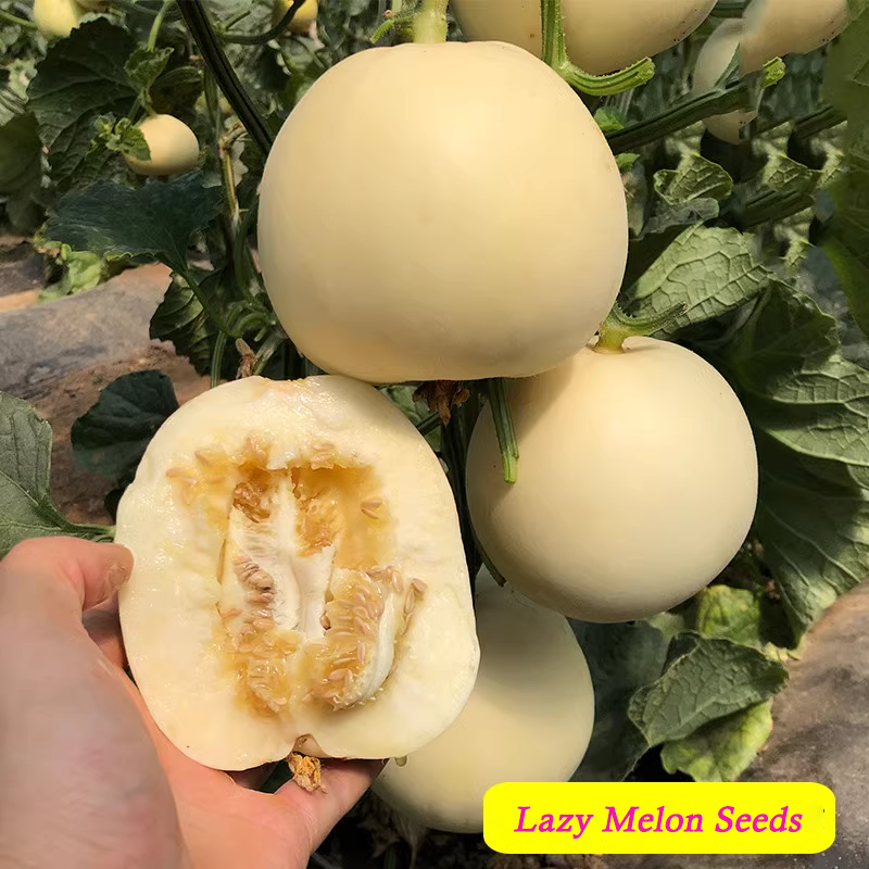 Semillas de melón perezosas