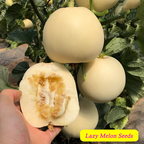 Semillas de melón perezosas